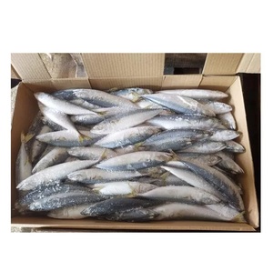 Pescado Congelado: Caballa del Pacífico - Suministro al por Mayor de Caballa del Pacífico - Product Image 4