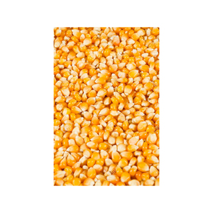 Venta al por mayor de maíz blanco bien procesado, listo para suministro y distribución a gran escala - Product Image 2