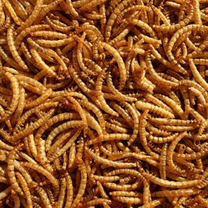 Comida seca para mascotas de gusanos de la harina de alta calidad a precio al por mayor barato - Product Image 4