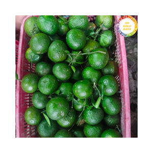 เวียดนามสีเขียวสดผิวส้มที่อัดแน่นอยู่ในผิวสีเขียวสดส้มเหมาะสำหรับตลาดผลไม้สมูทตี้และการใช้ในการทำอาหาร - Product Image 4