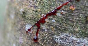 Liquide de sang de dragon directement de l'arbre - Product Image 3