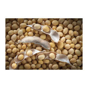 NON GMO <b>Soybean</b> Available for Cheap Price / High Quality <b>Soybean</b>/Premium Quality Non-GMO Yellow SoyaBeans - Product Image 1