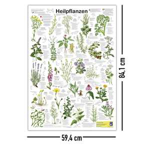Póster de Plantas Medicinales Alemanas DIN A1 para Ciencias Médicas - Product Image 4