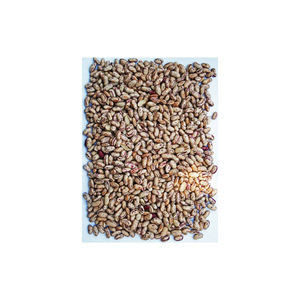 Haricots de sucre disponibles pour expédition directe aux importateurs du monde entier - Product Image 1