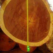 Troncos de Pino Radiata de Primera Calidad para Muebles y Construcción Disponibles Ahora con Entrega Rápida en Venta - Product Image 4