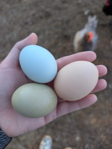 Oeufs à couver Cobb 500 Œufs frais fertiles Idéal pour l'élevage de volailles avec un taux d'éclosion fiable et une livraison rapide - Product Image 2