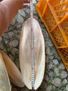 Fournisseur de seiche en os de poisson, seiche séchée en os naturel de grande quantité - Product Image 5