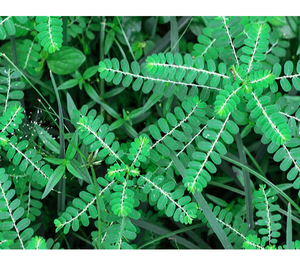 Complément alimentaire à base de Chanca Piedra en capsules de 500 mg, marque privée, 150 unités, OEM ODM, soutien naturel au bien-être, stimulant énergétique - Product Image 2