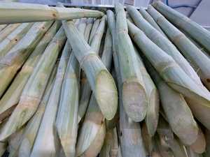 Oferta promocional de palitos de caña de azúcar congelados de Vietnam, cortados uniformemente, fáciles de manejar, para tiendas de jugos, cafeterías y cocinas comerciales - Product Image 3