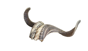 Grande trompette Shofar en corne de bélier de haute qualité avec des nuances claires, finition naturelle polie - Corne de bélier Shofar juif - Product Image 2