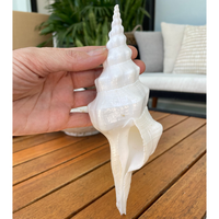6-8 "Broche Ondulée Coquillage Blanc Fusinus Cyrtulus undatus Conch Sea Shell Beach Nautique Home Decor Affichage côtier