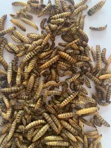 หนอนแมลงวันทหารดำแบบคลาสสิก พับเก็บได้ อาหารนกและปลาสำหรับกลางแจ้ง - Product Image 1