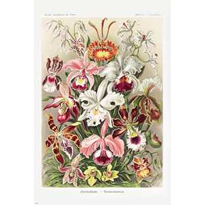 Ensemble de 3 affiches sur les formes artistiques de la nature d'Ernst Haeckel pour la décoration murale - Product Image 6