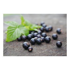 Black currants supplied for global buyers of superfoods and dried fruits - Product Image 4