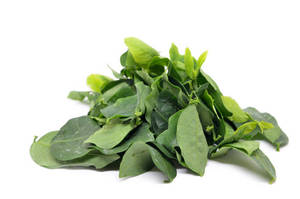 Hojas de Katuk Secas, Hoja Dulce Natural AKINA - Product Image 4