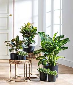 Macetas y macetas de nuevo diseño, acabado decorativo para decoración de hogar y boda, macetas de metal al precio más barato - Product Image 4