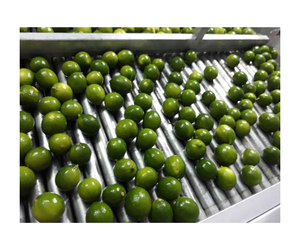 Fabricante vietnamita limas naturales sin semillas limón verde agricultura lista para exportar embalaje personalizado - Product Image 1