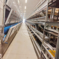 Système de cages à poules pondeuses de type H entièrement automatique, équipement d'élevage avicole avec nettoyage du fumier
