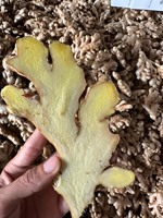 样品免费1千克鲜姜价格淡黄色老鲜姜越南香料出口商各种尺寸好价格OEM-ANNA DO