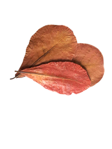 Feuilles en plastique Catappa d'amande indienne 26 à 30 cm / 10.2 à 11.8 "paquet de 30 pour accessoires d'aquarium - Product Image 5