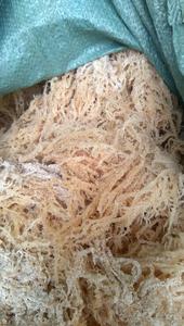 Algas de algodón secas de calidad superior Variedad Laver de alta calidad Bolsas empaquetadas listas para exportación de Vietnam Grandes cantidades disponibles - Product Image 3