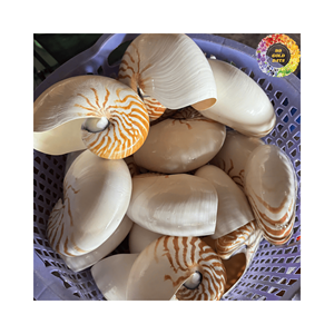 Nautilus de concha marina natural para crear obras de arte temáticas de playa y regalos de bricolaje - Product Image 1