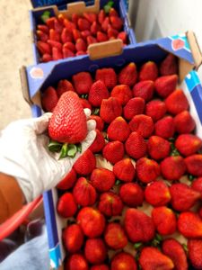 Las mejores fresas frescas y orgánicas premium a la venta - Product Image 6