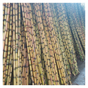 Caña de azúcar congelada de aroma fresco de alta calidad de Vietnam, caña de azúcar congelada de primera calidad Ideal para servicio de alimentos y canales de exportación - Product Image 4