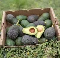 Avocats Hass frais, qualité supérieure, qualité d'exportation, approvisionnement en vrac dans le monde entier