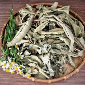 FEUILLES DE CLEISTOCALYX OPERCULATUS SÉCHÉES POUR LE THÉ ET LES INFUSIONS NATURELLES - Product Image 4