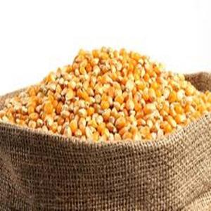 Alimento para Animales, Maíz Amarillo Seco, GMO, a Precio de Mayoreo - Product Image 3