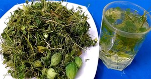 Hojas y Ramas de Melón Amargo Secas de Vietnam para la Industria Alimentaria y del Té - Product Image 5