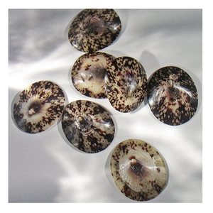 Limpet Shell embalado para la exportación a tiendas de regalos Proveedores de decoración y negocios de artesanía interior de estilo marino - Product Image 1