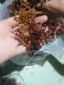 Mousse de mer: Mousse de mer dorée naturelle du Vietnam, séchée à faible humidité, parfaite pour la cuisine et les accessoires de fabrication de gel culinaire - Product Image 6