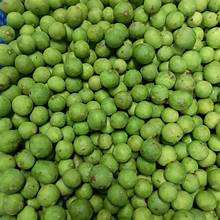 PUREE DE DRACONTOMELON CONGELÉ VIETNAMIEN PERFUSÉE DE FEUILLE DE CATAPPA DE TERMINALIE NATURELLE POUR UNE SANTÉ IMMUNITAIRE OPTIMALE - Product Image 4