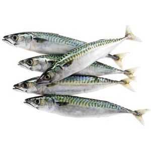 Organic <b>Frozen</b> Horse Mackerel Fish Whole Packaged in Bulk Best Sales Option for <b>Food</b> Processing and Export Business - Product Image 4