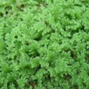 Graines fraîches d'azolla pour volaille oiseaux chiens poisson bétail cheval cochon vache qualité alimentation animale sel lécher ver colza repas sac séché - Product Image 1