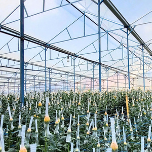 Película de Invernadero de Calidad para Aplicaciones de Cultivo de Flores en Agricultura, Silvicultura y Pesca con Ancho de Rollo Estándar - Product Image 3