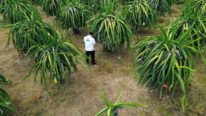 แก้วมังกรเวียดนามสด 100% แก้วมังกร TECHMIFOOD อายุการเก็บรักษา 60 วัน - Product Image 5