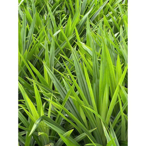 HOT DEAL HOJAS DE PANDAN CONGELADAS AL POR MAYOR SUMINISTRO A GRANEL DE CALIDAD PREMIUM HIERBA AROMÁTICA NATURAL TOP VENTAS EXPORTACIÓN - Product Image 1