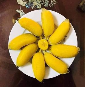 Fournisseur naturel de banane Sève congelée Vietnam - Product Image 6