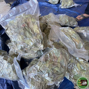 Hojas de Guanábana Secas Naturales, Material Vegetal Seleccionado para la Elaboración de Té e Ingredientes Alimenticios, Suministro desde Vietnam - Product Image 3