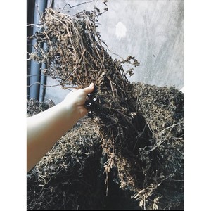 Gelatina de Hierba de Mesona Chinensis Benth, Bolsa de Polipropileno de 60 kg / Bloque para Preparar Comida del Sudeste Asiático - Product Image 3