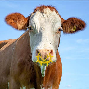 ห่วงป้องกันการดูดน้ำนมปศุสัตว์แบบสวมสบายสำหรับเครื่องมือหย่านมสัตว์น่องและวัวควาย - Product Image 6