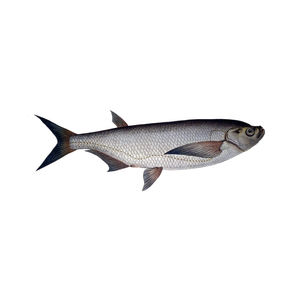 Premium frozen sabrefish suministro a granel al por mayor auténtica calidad seca - Product Image 1