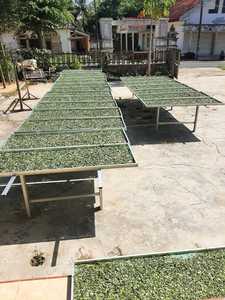 모링가 리브 - Product Image 3