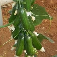 Semi di 500 biologici naturale Antalya campo aperto di mandorle semi di cetriolo