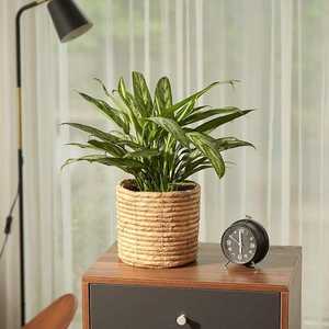 Gracieux tissé à la main cercle rotin eau jacinthe planteur élégant intérieur décor à la maison Vietnam vie durable paniers de rangement - Product Image 2