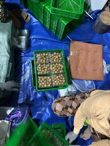 Longan Fresco Original de Vietnam de Primera Calidad, Sabor Dulce, Cuidadosamente Seleccionado para Exportación y Mercados Internacionales de Alimentos - Product Image 3