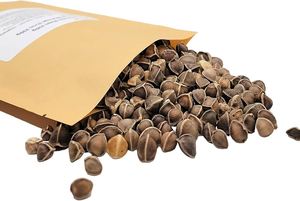 Moringa Pura Bio Usine Vente en Gros de Graines de Moringa Naturelles Graine de Moringa Pure Biologique - Product Image 5